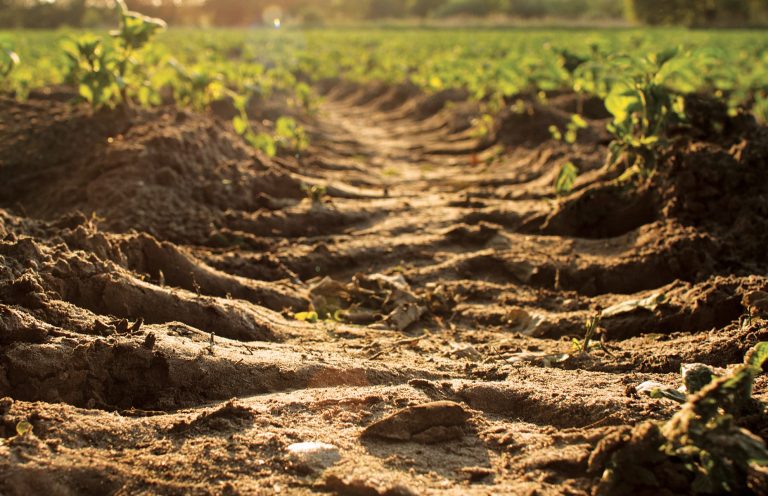 State Soil - San Joaquin soil