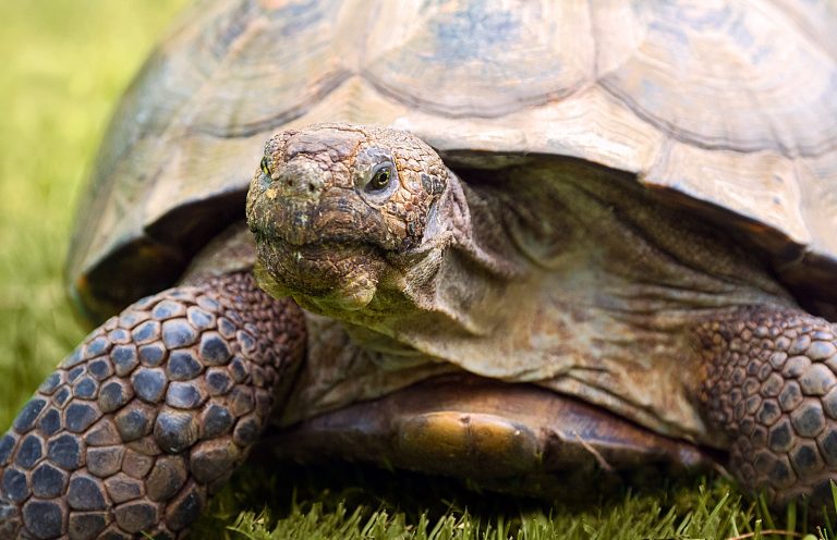 State Reptile - Desert Tortoise