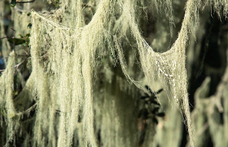 Lace Lichen