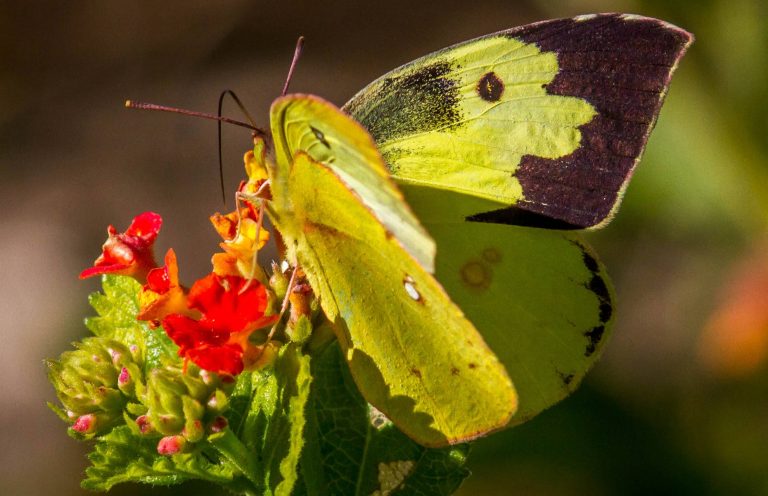 State Insect - CA Dogface Butterfly