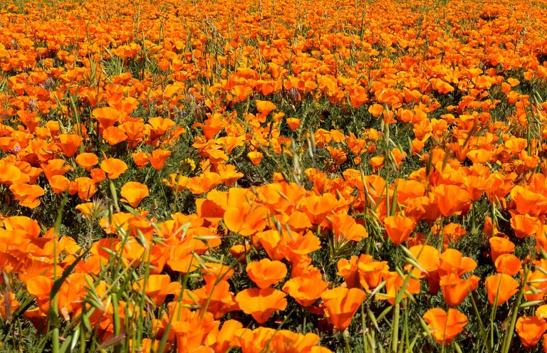 State Flower - Golden Poppy