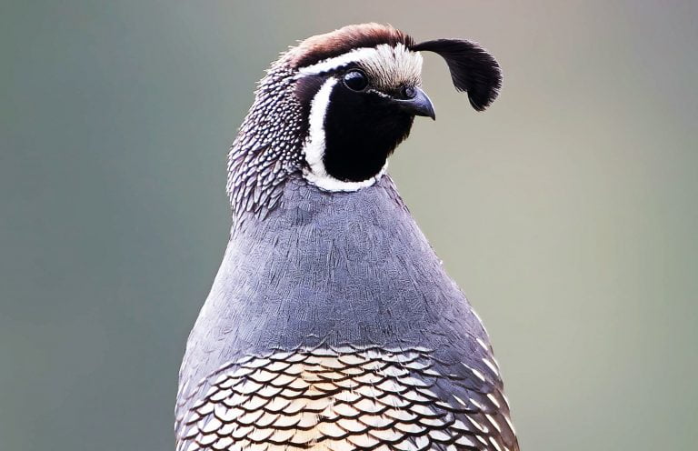 State Bird - California Valley Quail