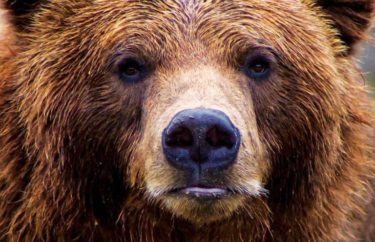 State Animal