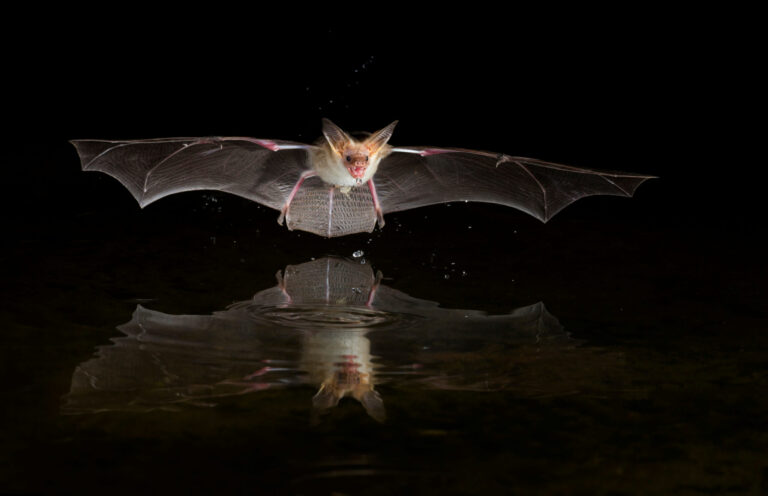 Photo of a Pallid Bat over water