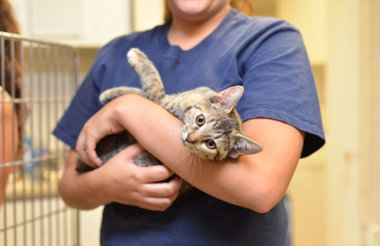 Photo of worker holding a shelter cat