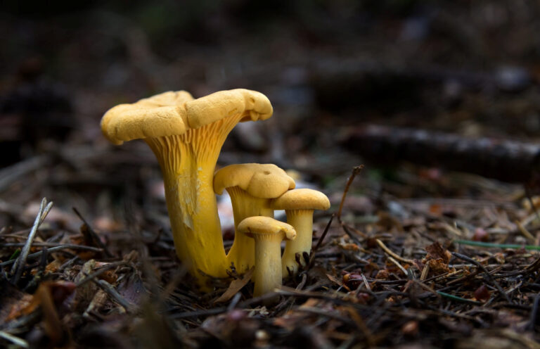 Photo of golden chanterelle mushroom