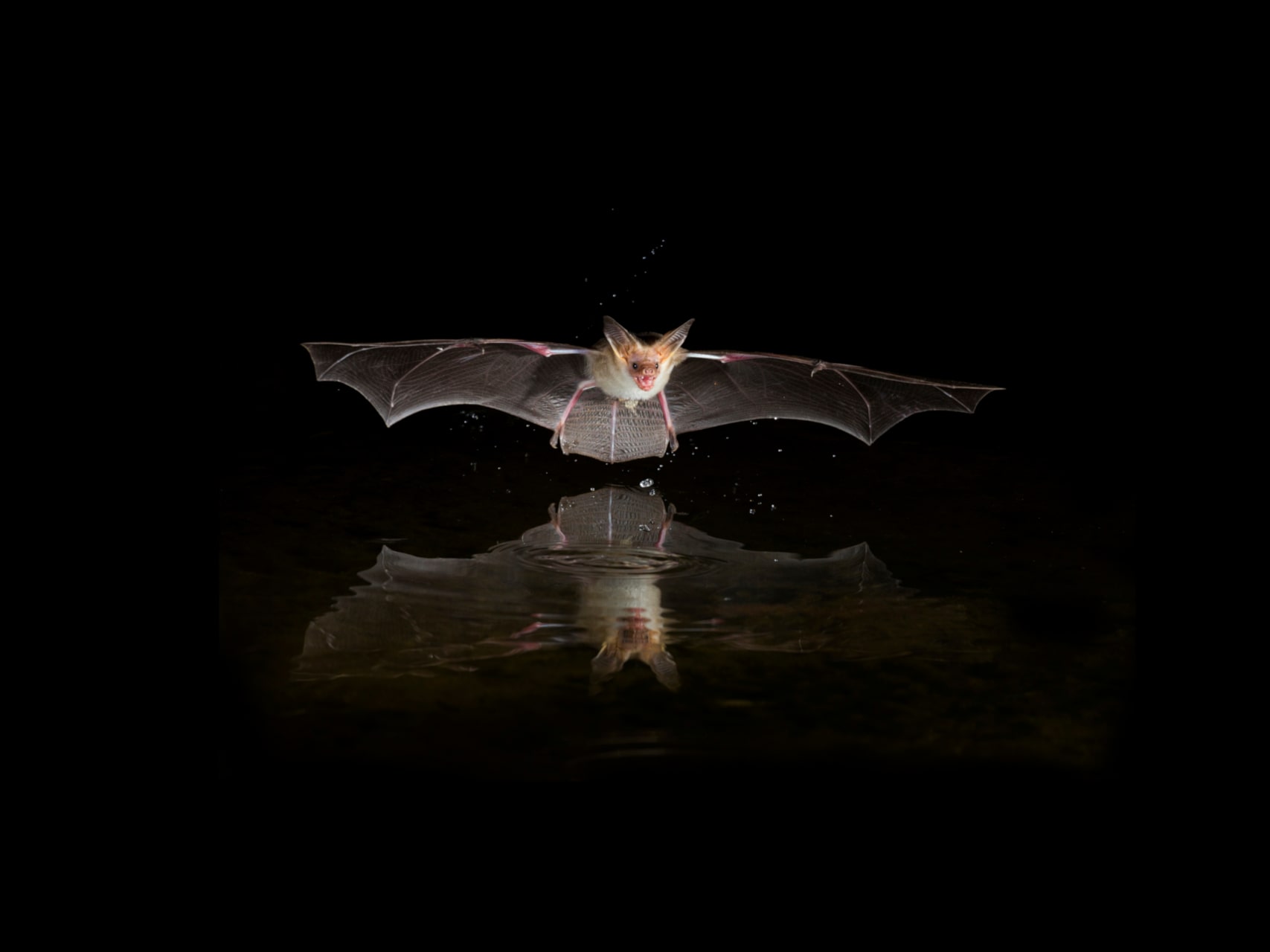State Bat