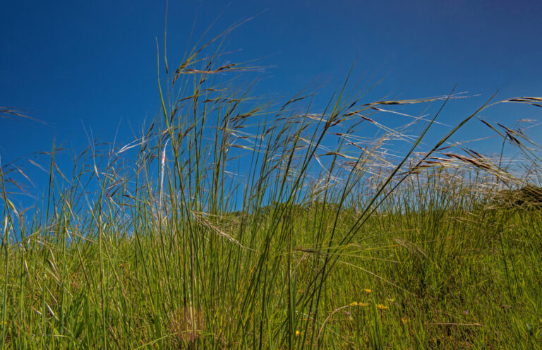 State Grass - Purple Needlegrass