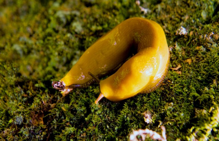 State Slug - Banana Slug
