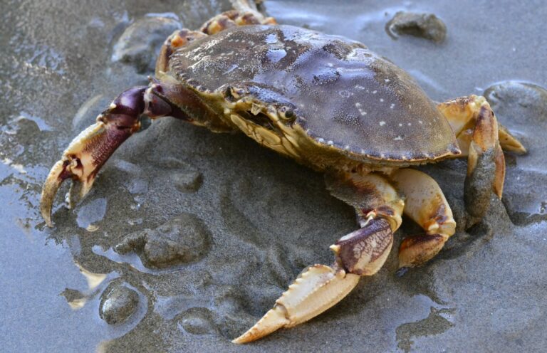 State Crustacean - Dungeness Crab