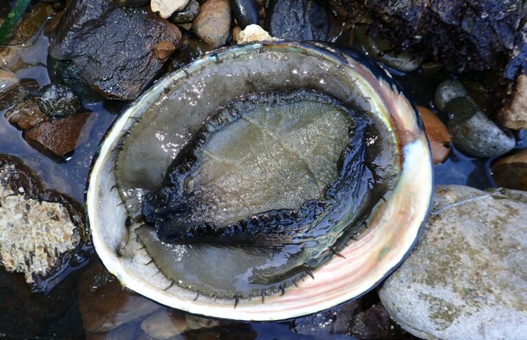 State Seashell - Black Abalone