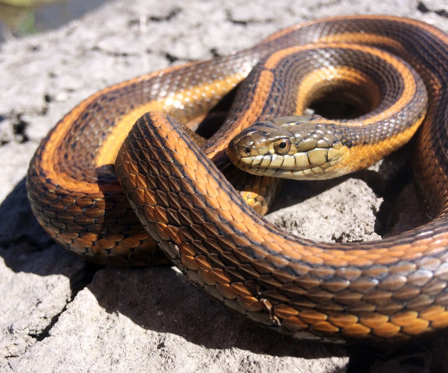 Giant Garter Snake CA State Snake - Giant Garter Snake