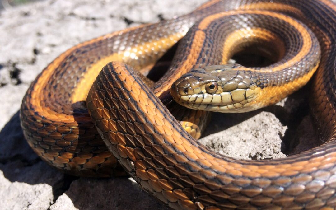 Snake – Giant Garter Snake