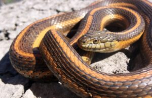 CA State Snake - Giant Garter Snake