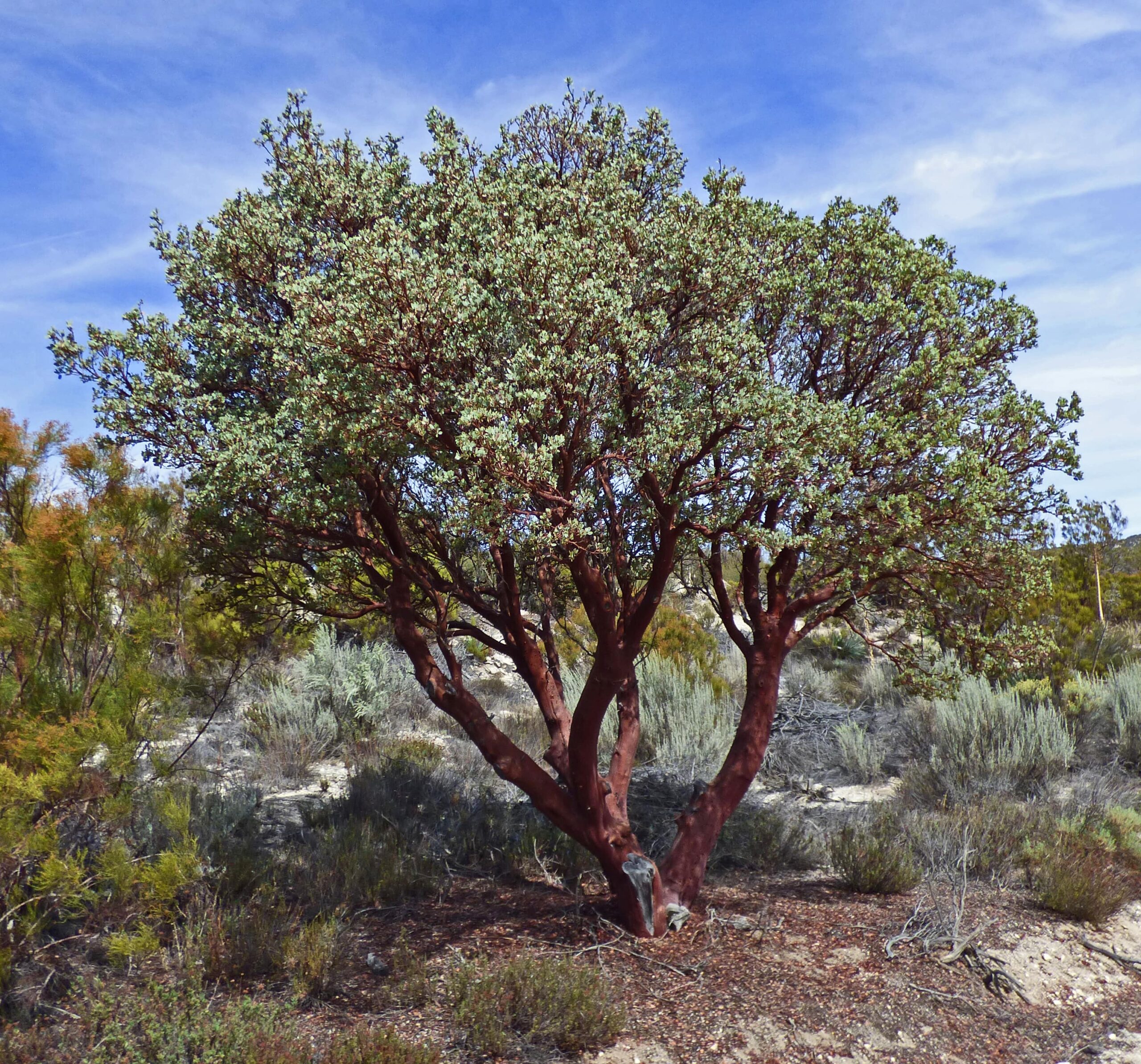CA State Shrub - Bigberry Manzanita CA State Shrub - Bigberry Manzanita