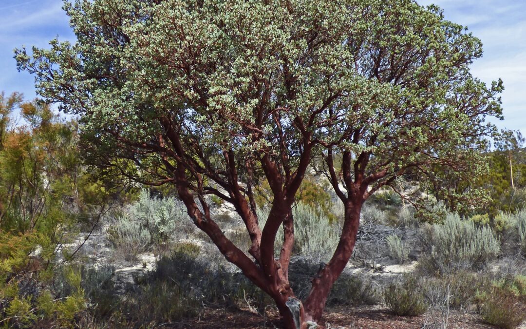 Shrub – Bigberry Manzanita
