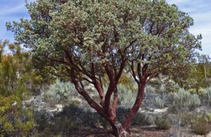 CA State Shrub - Bigberry Manzanita