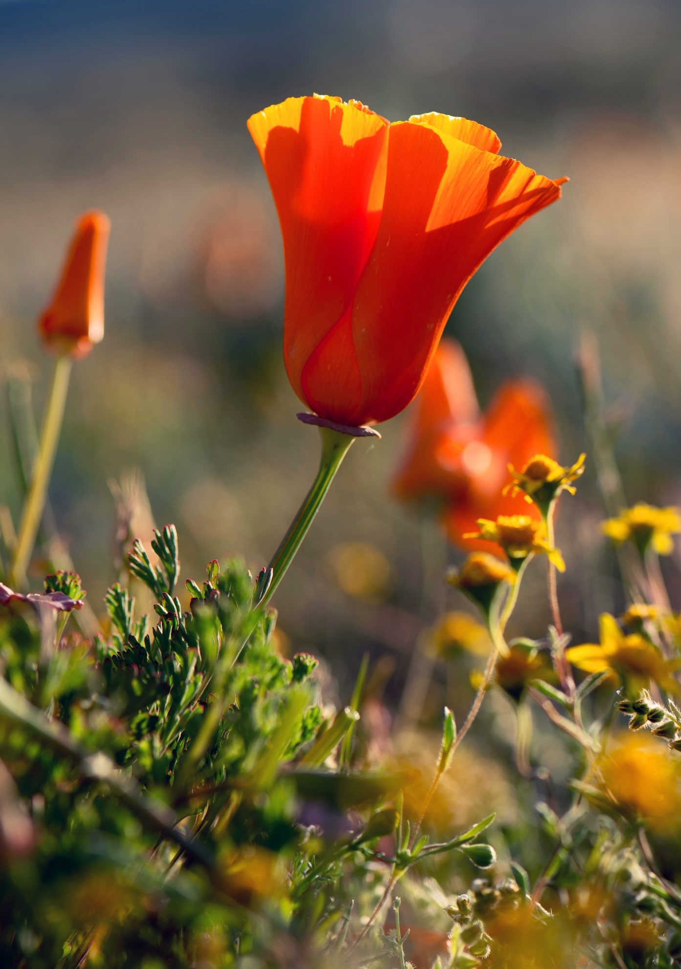 CA State Flower - Golden Poppy CA State Flower - Golden Poppy