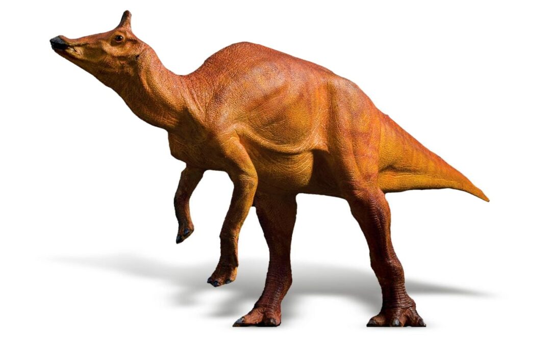 Dinosaur – Augustynolophus Morrisi