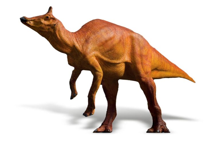 CA State Dinosaur - Augustynolophus morrisi