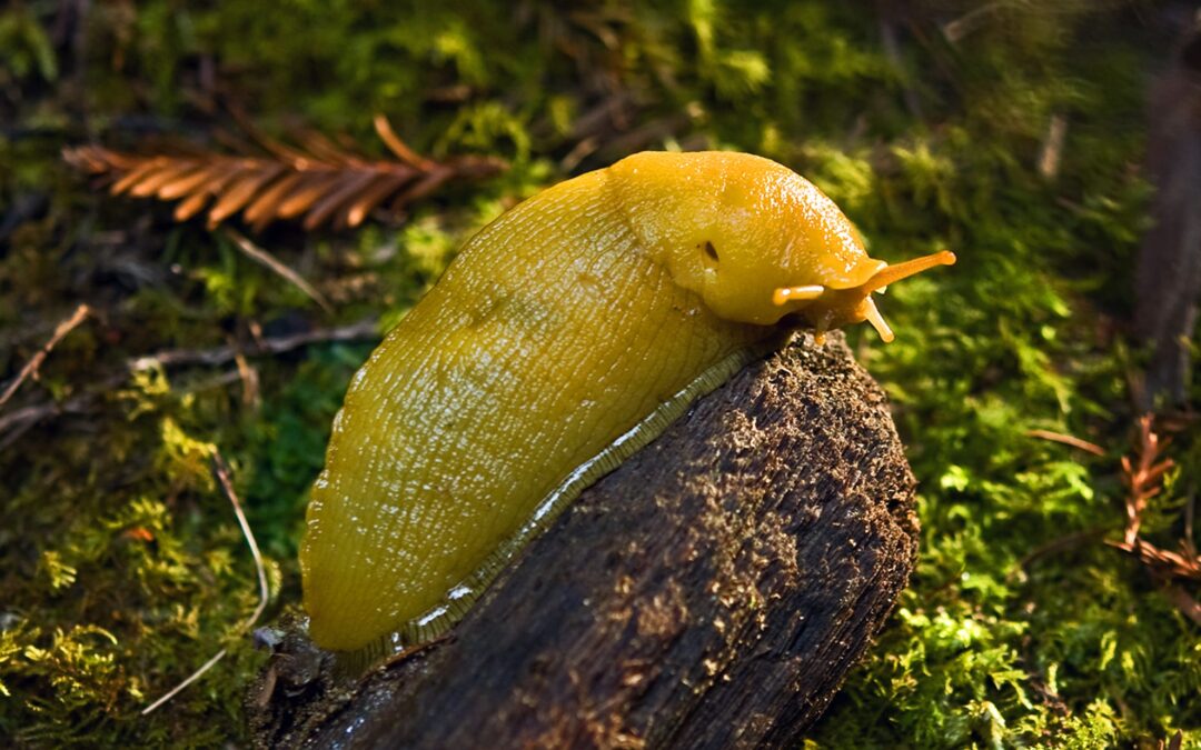 Slug – Banana Slug