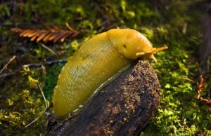 CA State Slug - Banana Slug